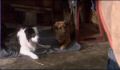 dr dolittle 3-avi_1000_041.jpg